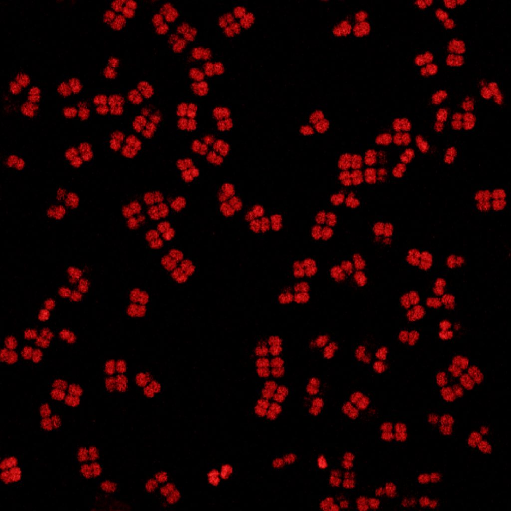 bacteria glowing red in a black abyss